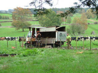 Looking for an Honest Tree Feller!?