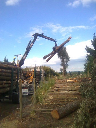 Logging out timber for export