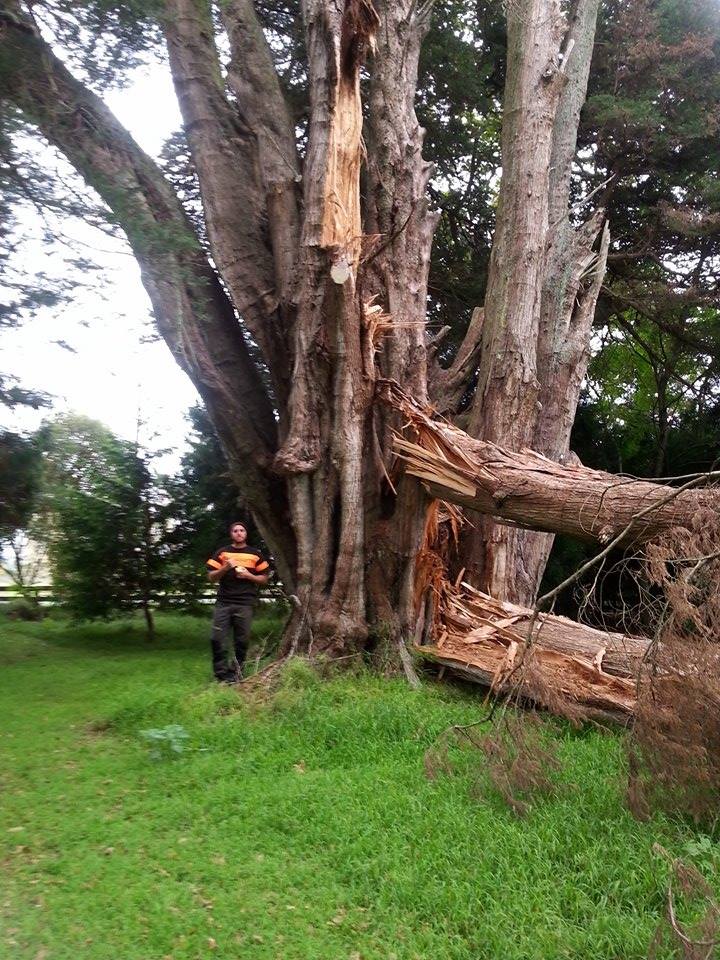 Storm damaged tree 