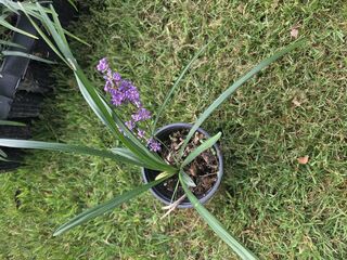 Liriope muscari (Lilyturf)