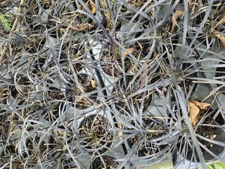 Black Mondo Grass
